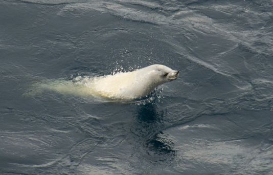 Crab-eater Seal, the most numerous of Antarctic Seals, and specialised krill-eater