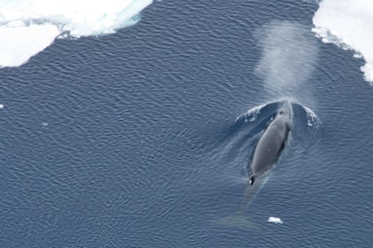 De dwergvinvis, de belangrijkste doelsoort van de walvisdeskundigen aan boord van de Polarstern