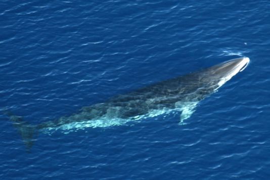 Le petit rorqual, de 10 à 12 m de long à l'âge adulte, le plus furtif des rorquals