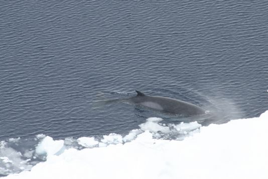 Le petit rorqual est la baleine la plus liée à la banquise