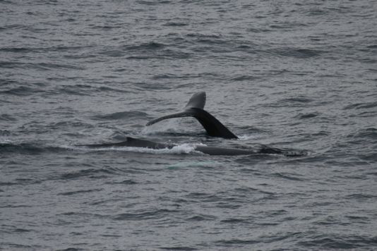 De bultrug is een vrij algemene soort walvis rond de South Shetland eilanden