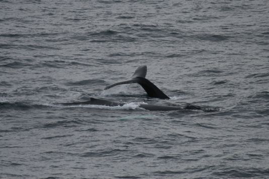 The Humpback Whale, quiet numerous near the South Shetland