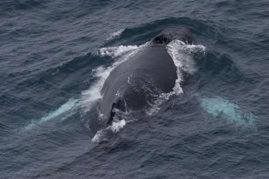 La baleine à bosse, ou mégaptère: la baleine ailée