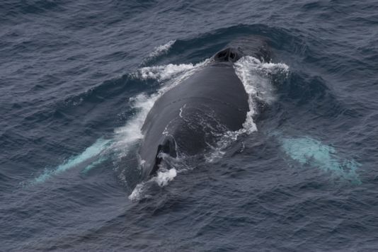 The humpback whale's huge flippers