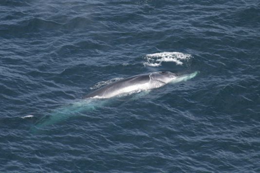 De vinvis, die gemakkelijk een lengte van 20m haalt, is de grootste walvissoort die de wetenschappers tot zover gezien hebben