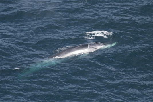 Le rorqual commun, avec largement plus de 20 m, est la plus grande espèce observée jusqu'ici