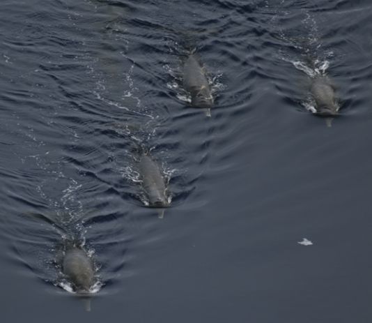 Rare picture of an Arnoux's Beaked Whales pod, a typical species of the Southern Ocean. An excellent diver, very fond of squid.