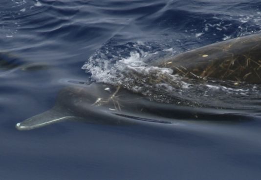 Detail van de kop van een adulte mannelijke Arnoux Spitssnuitdolfijn waarop de twee enige uitstekende tanden goed te zien zijn, typisch voor deze groep van dolfijnen