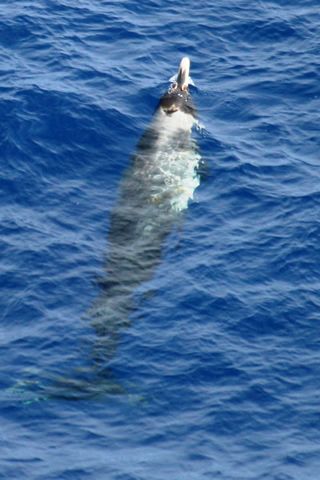 Zeer zeldzame foto van een mannelijke soort tandwalvis, die zeer zeldzaam is in Antarctica. De twee oranje vlekken op de zijkanten van de basis van de bek zijn eveneens vooruitstekende slagtanden, die tegen elkaar kunnen groeien bij volwassen dieren
The two orange spots on the sides of the beak's base are again protruding teeth, which can meet above the animal's mouth.