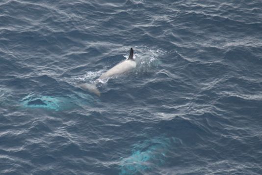 Volwassen orca die tot een bleke subsoort behoort die enkel in Antarctica voorkomt, is de sterkste en meest gevreesde predator van de zuidelijke zeeën.