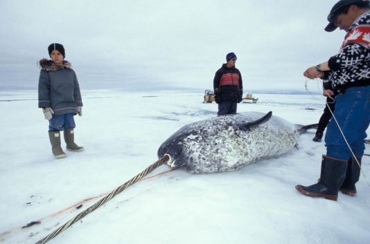 Jacht op de narval, Baffin Island