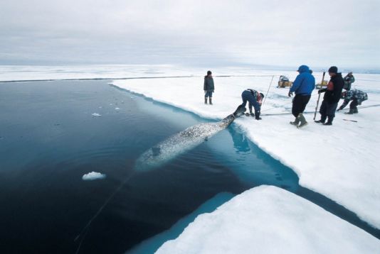 Narwhal hunting, Baffin Island