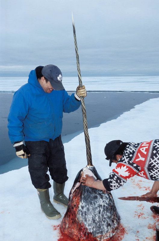 Chasse au narval, Terre de Baffin