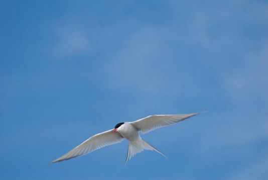 Arctic tern close to her nest, Spitzberg