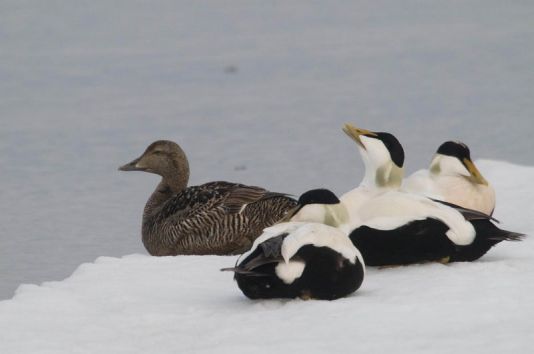 Groupe d'eiders se reposant, Spitzberg