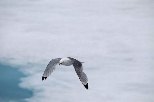 Tridactyl gull close to a glacier, Spitzberg