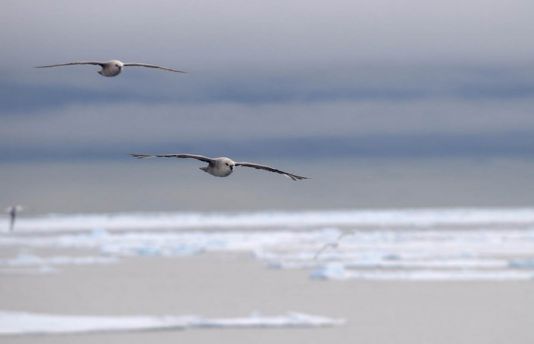 Fulmar-petrels above the sea ice, Spitzberg