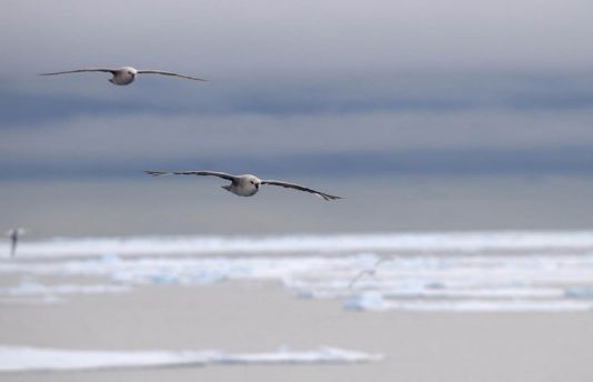 Pétrels fulmars au-dessus de la banquise, Spitzberg