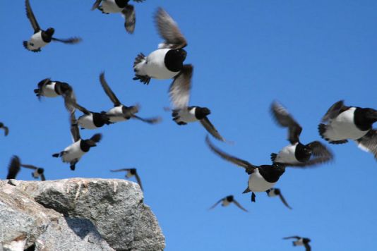 Little Auk flowing off of rock slide, Spitzberg