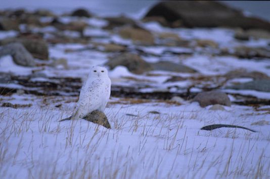 Chouette harfang, Churchill, Canada