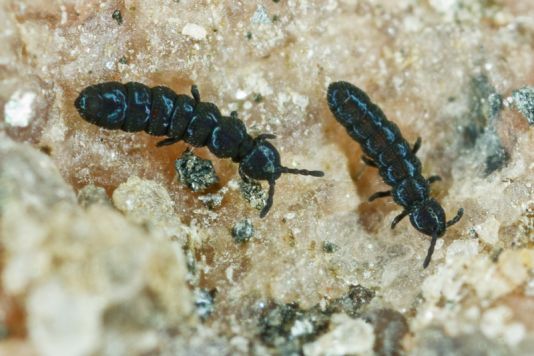 Collembola Cryptopygus sverupti