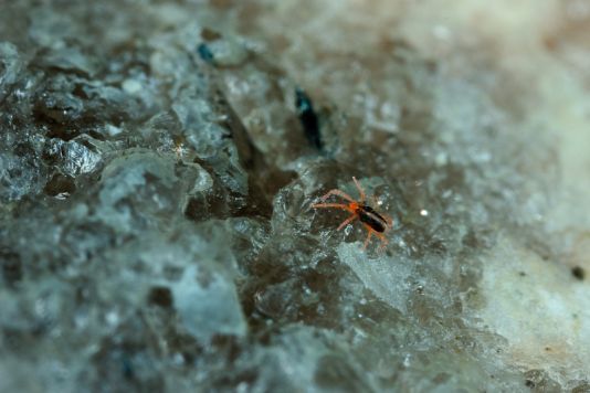 Acarien sous un bloc de granit