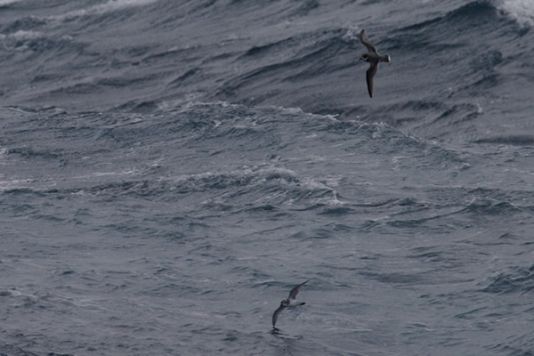 Antarctic Prion in the foreground and Blue Petrel in the background