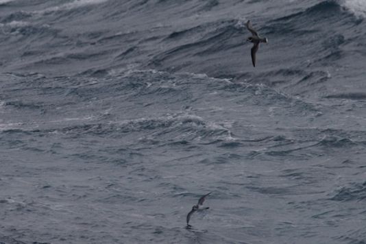 Antarctische vuurvogel op de voorgrond en een blauwe stormvogel op de achtergrond