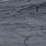 Antarctic Prion in the foreground and Blue Petrel in the background