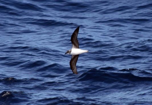 Soft-plumaged Petrel