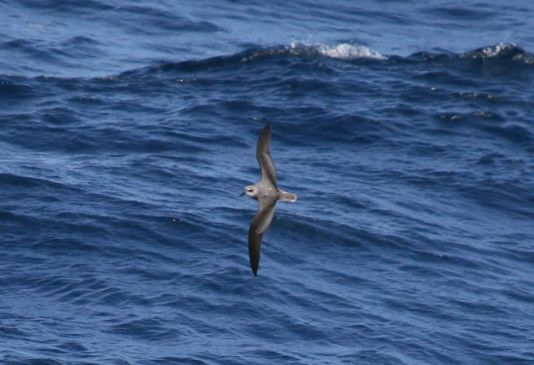 Soft-plumaged Petrel