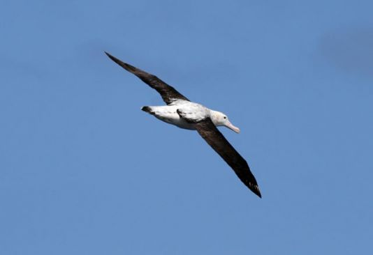 Wandering Albatross