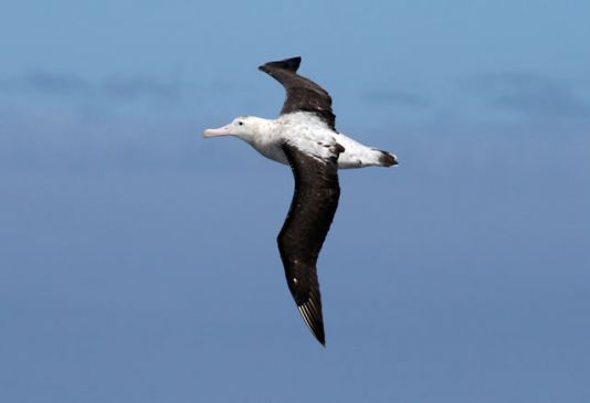 Wandelende albatros