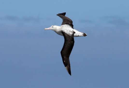 Albatros hurleur