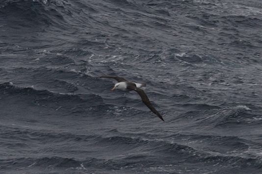 Zwart gebande albatros