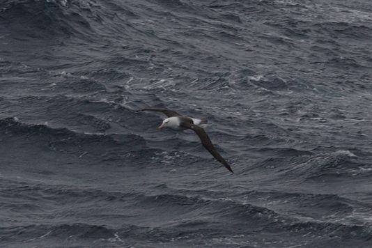 Black-browed Albatross