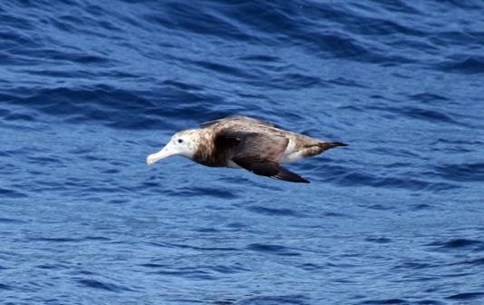 Wandelende albatros