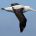 Les oiseaux de la convergence Antarctique