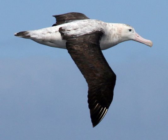 Wandelende albatros