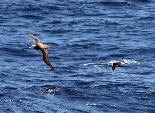 Wandelende albatros en witbek stormvogel