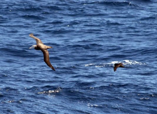 Wandering Albatros and White-chinned Petrel