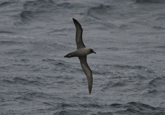 Light-mantled Sooty Albatros