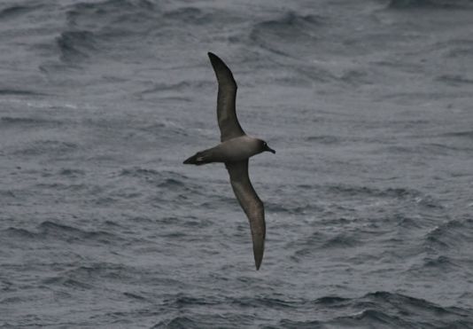 Albatros fuligineux à dos clair