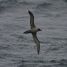Light-mantled Sooty Albatros