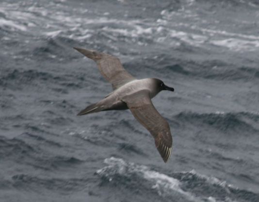 Albatros fuligineux à dos clair