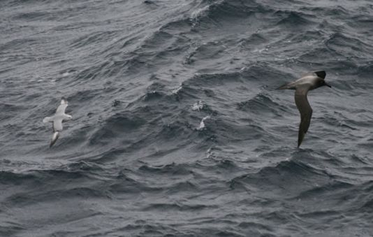 Light-mantled Sooty Albatros followed by a Southern Fulmar