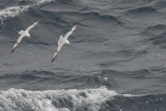 Fulmars antarctique