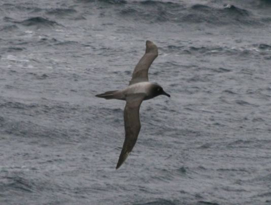 Light-mantled Sooty Albatros