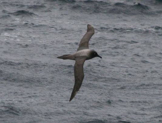 Albatros fuligineux à dos clair