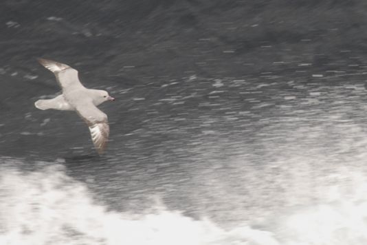 Fulmar antarctique